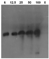 PR-3 / CHN | Class I chitinase in the group Antibodies Plant/Algal / Environmental Stress / Pathogen attack at Agrisera AB (Antibodies for research) (AS07 207)